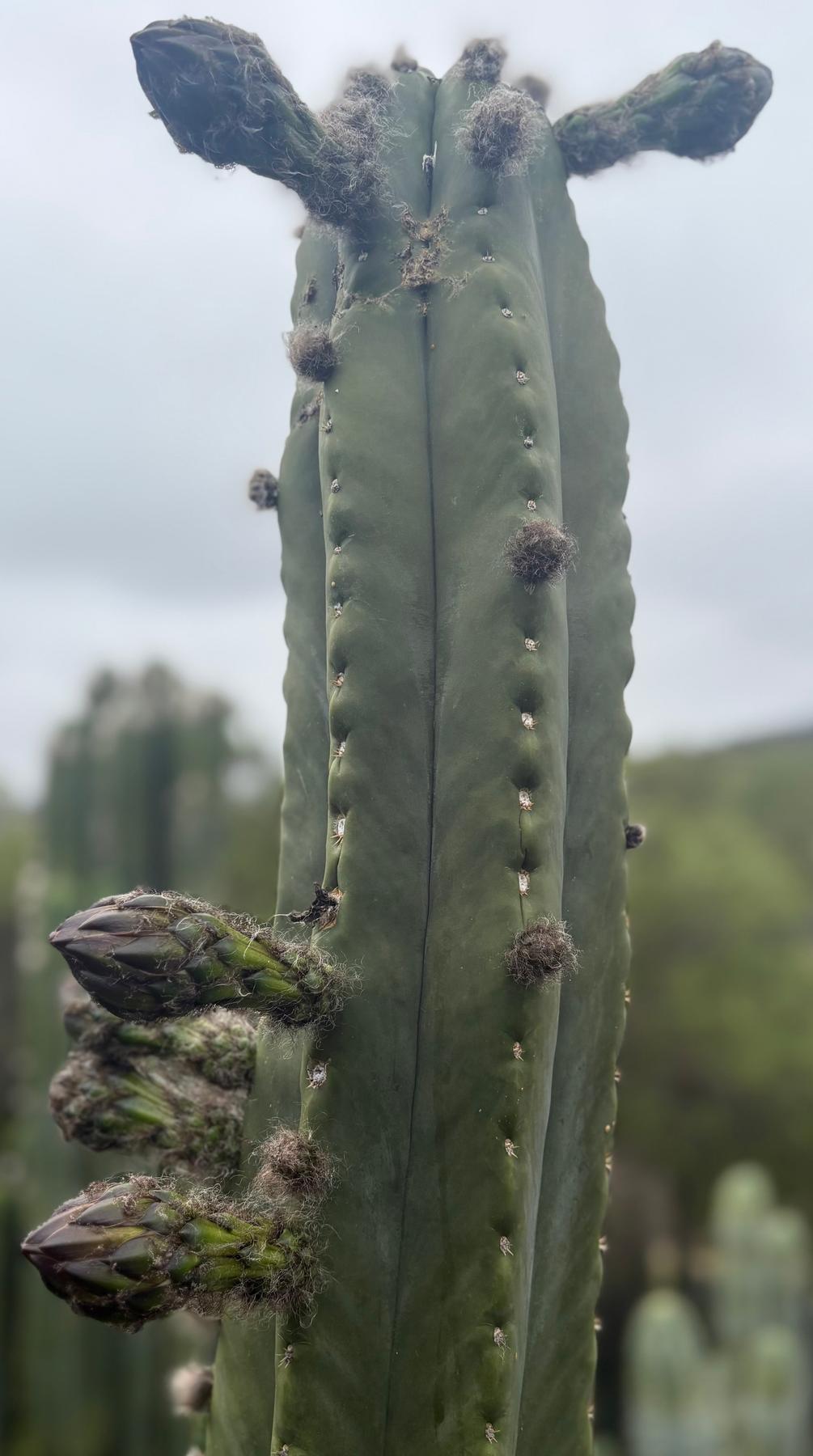 Trichocereus Cactus Seeds Pachanoi, Peruvianus, Bridgesii, Scopulicola, Hybrid seed & others-Cactus - Large - Exact-The Succulent Source