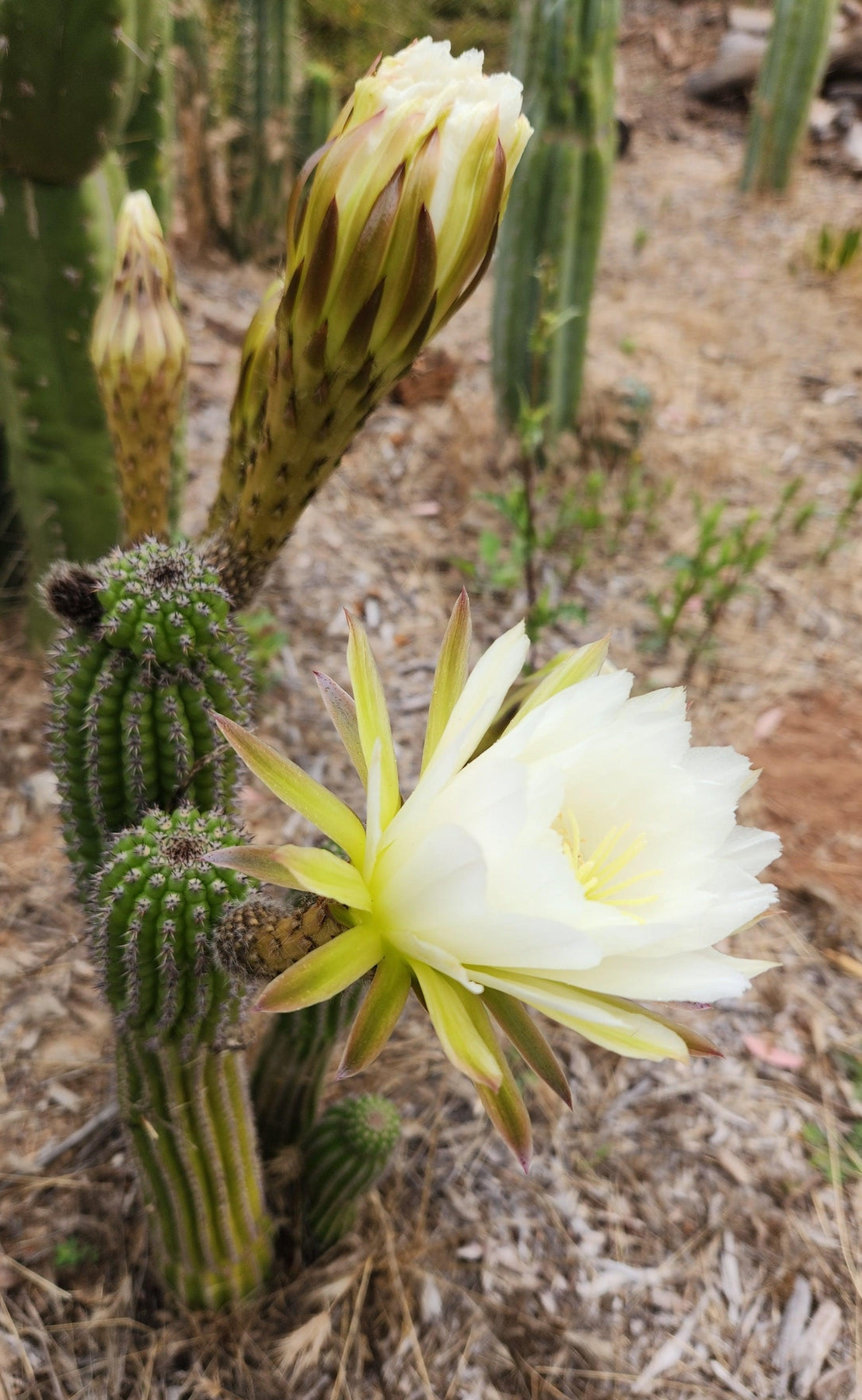 Trichocereus brevispinulous Indian Comb Cactus 7-8" Cutting-Cactus - Cutting-The Succulent Source