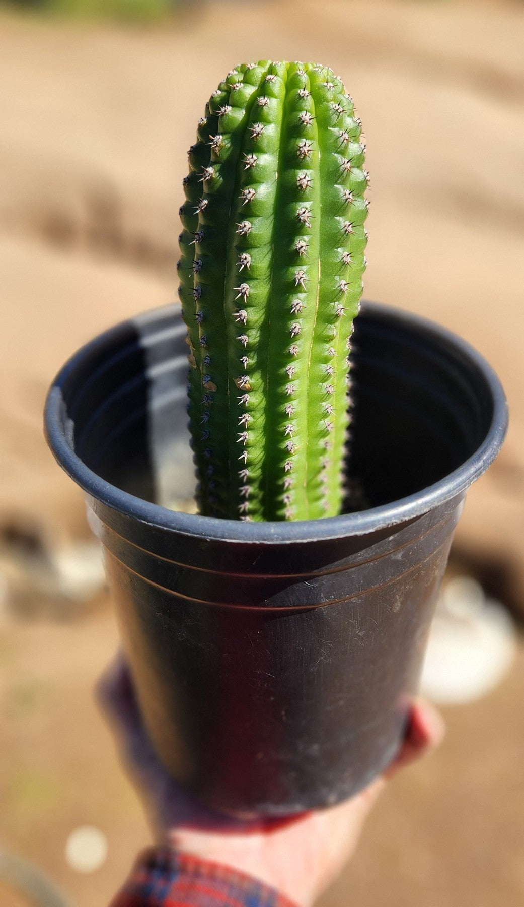 Trichocereus brevispinulous Indian Comb Cactus Cuttings and Potted-Cactus - Cutting-The Succulent Source