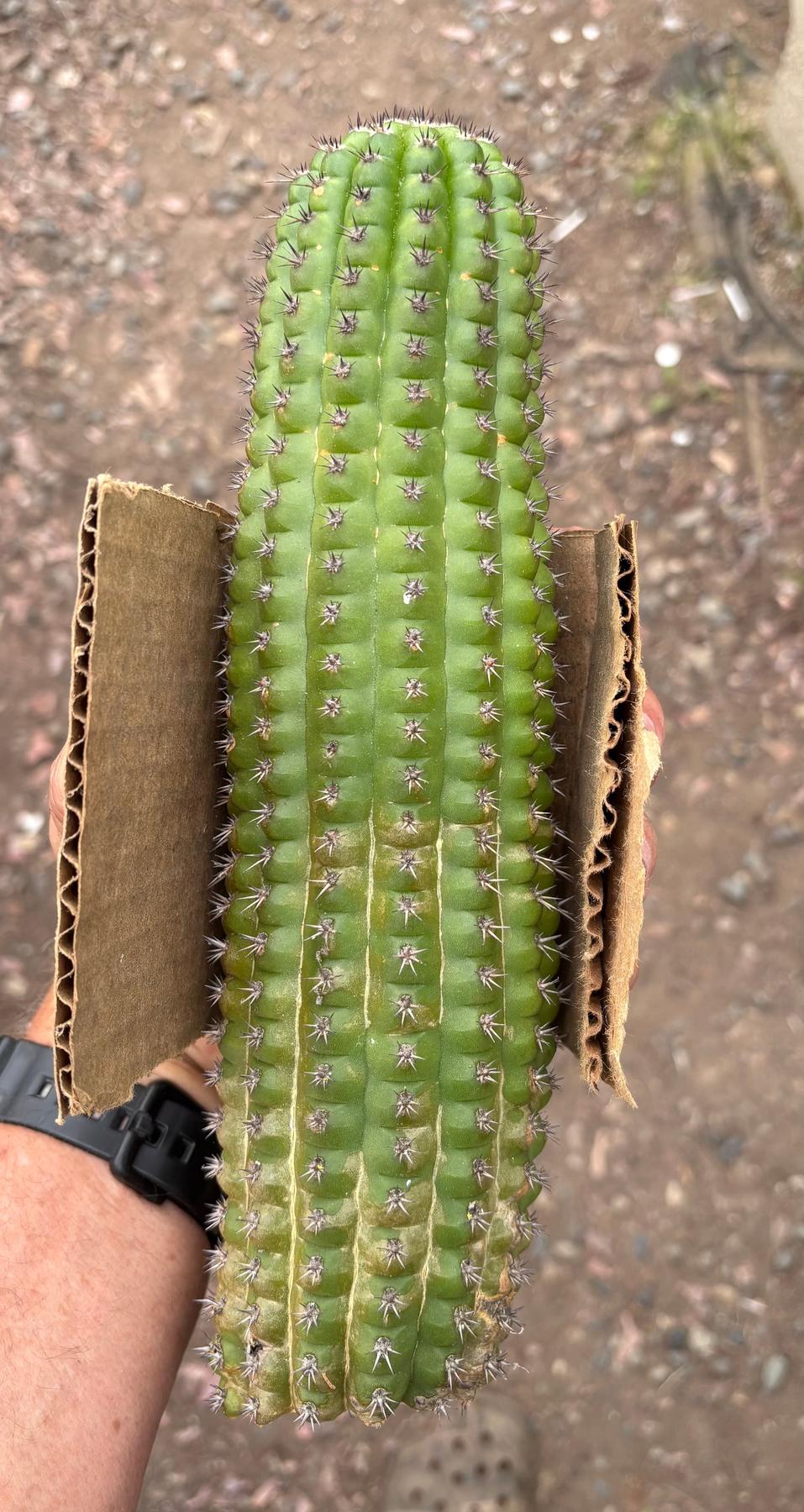 Trichocereus brevispinulous Indian Comb Cactus Cuttings and Potted-Cactus - Cutting-The Succulent Source