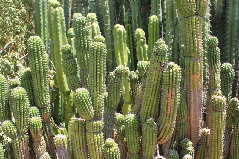 Indian Comb Cactus Cutting bulk wholesale succulent prices at the succulent source - 5