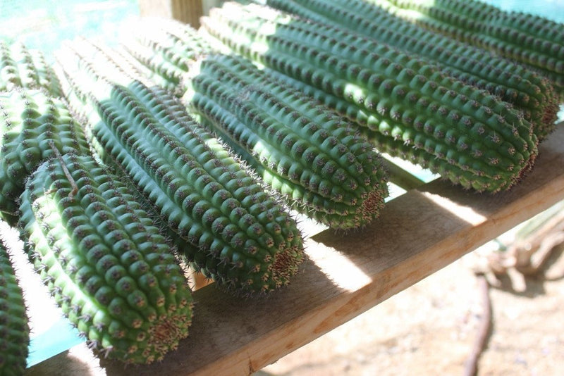 Indian Comb Cactus Cutting bulk wholesale succulent prices at the succulent source - 2