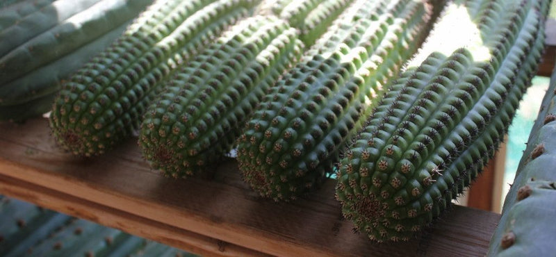 Indian Comb Cactus Cutting bulk wholesale succulent prices at the succulent source - 3