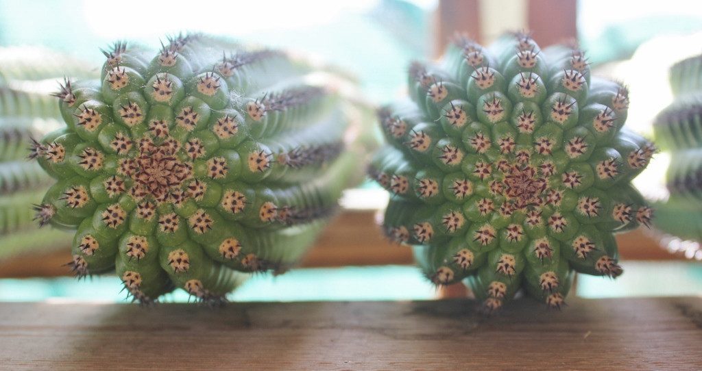 Indian Comb Cactus Cutting bulk wholesale succulent prices at the succulent source - 1