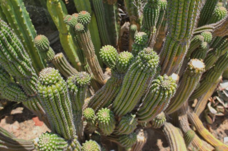 Indian Comb Cactus Cutting bulk wholesale succulent prices at the succulent source - 6