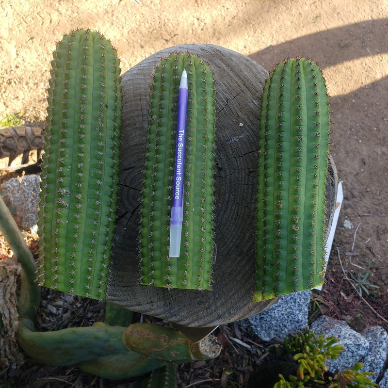Trichocereus brevispinulous Indian Comb Cactus 8-10" Cutting-Cactus - Cutting-The Succulent Source