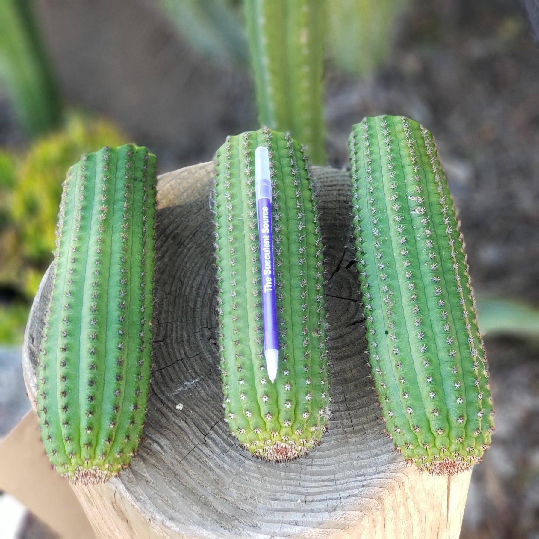 Trichocereus brevispinulous Indian Comb Cactus 8-10" Cutting-Cactus - Cutting-The Succulent Source