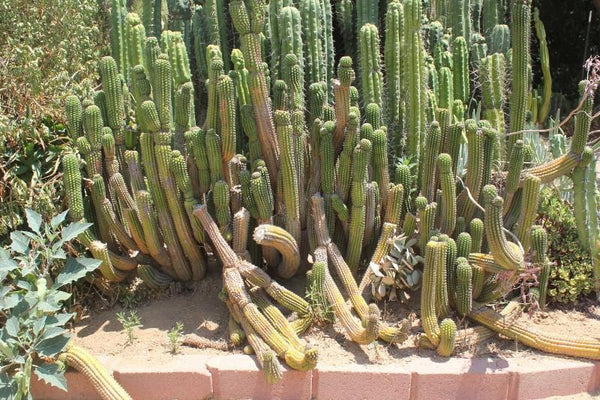 Trichocereus brevispinulous Indian Comb Cactus Cuttings and Potted