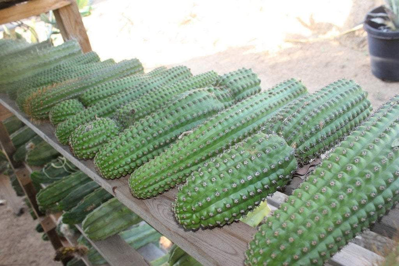 Indian Comb Cactus Cutting 12" Trichocereus-Cactus - Cutting-The Succulent Source