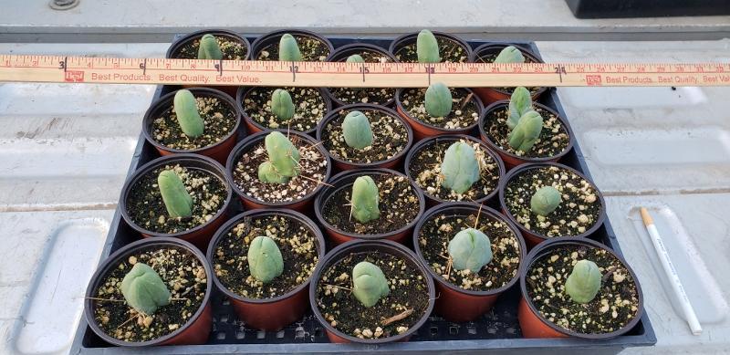 Trichocereus bridgesii forma monstrose inermis aka Ornamental Penis Plant-Cactus - Medium-The Succulent Source
