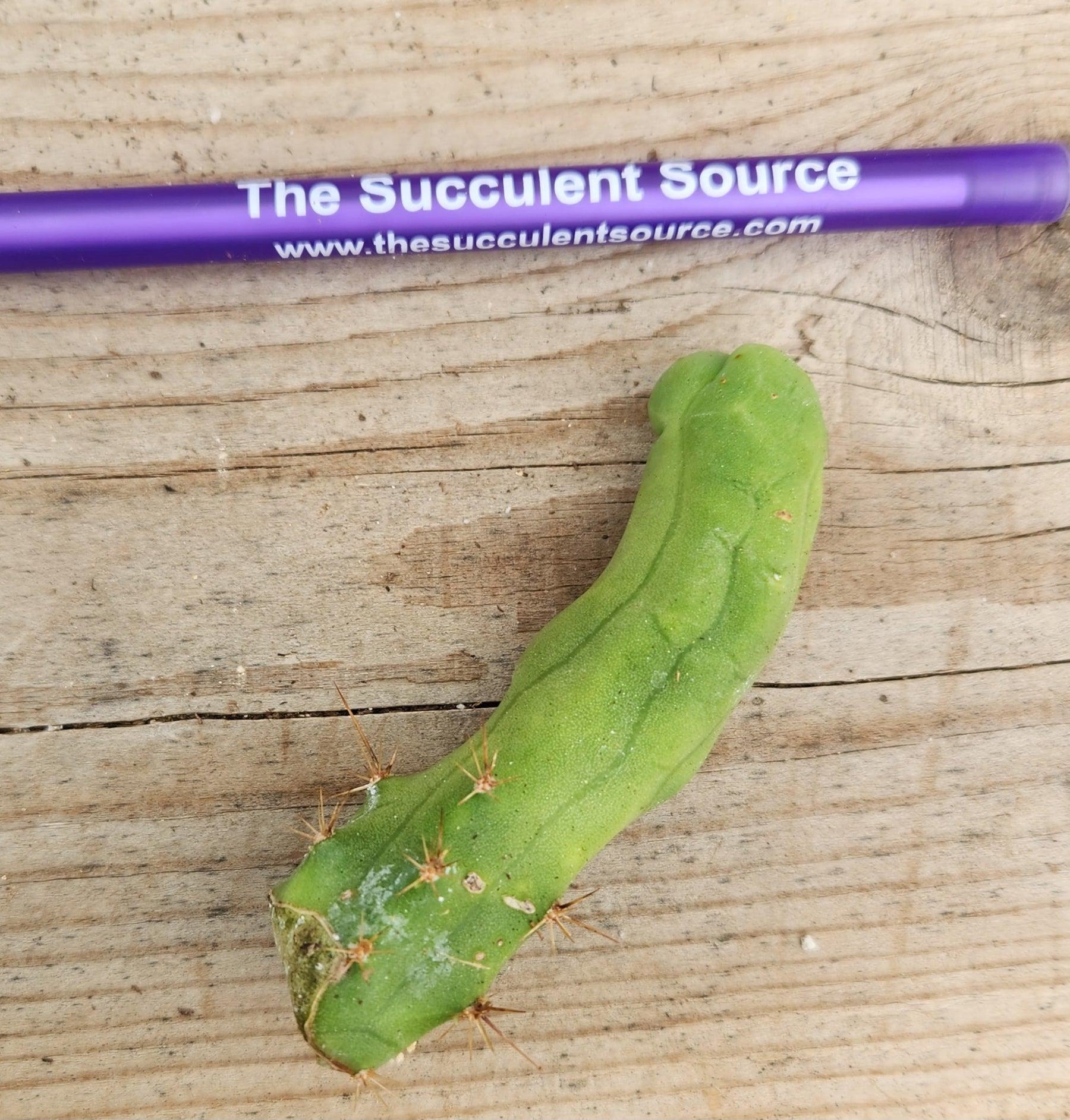 Trichocereus bridgesii forma monstrose TBM inermis aka Ornamental Penis Cactus Plant-Cactus - Medium-The Succulent Source