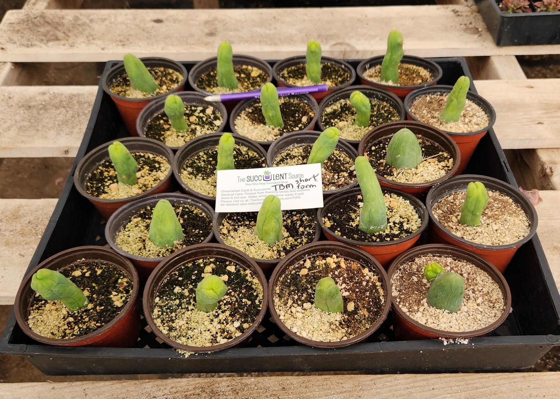 Trichocereus bridgesii forma monstrose TBM inermis aka Ornamental Penis Cactus Plant-Cactus - Medium-The Succulent Source