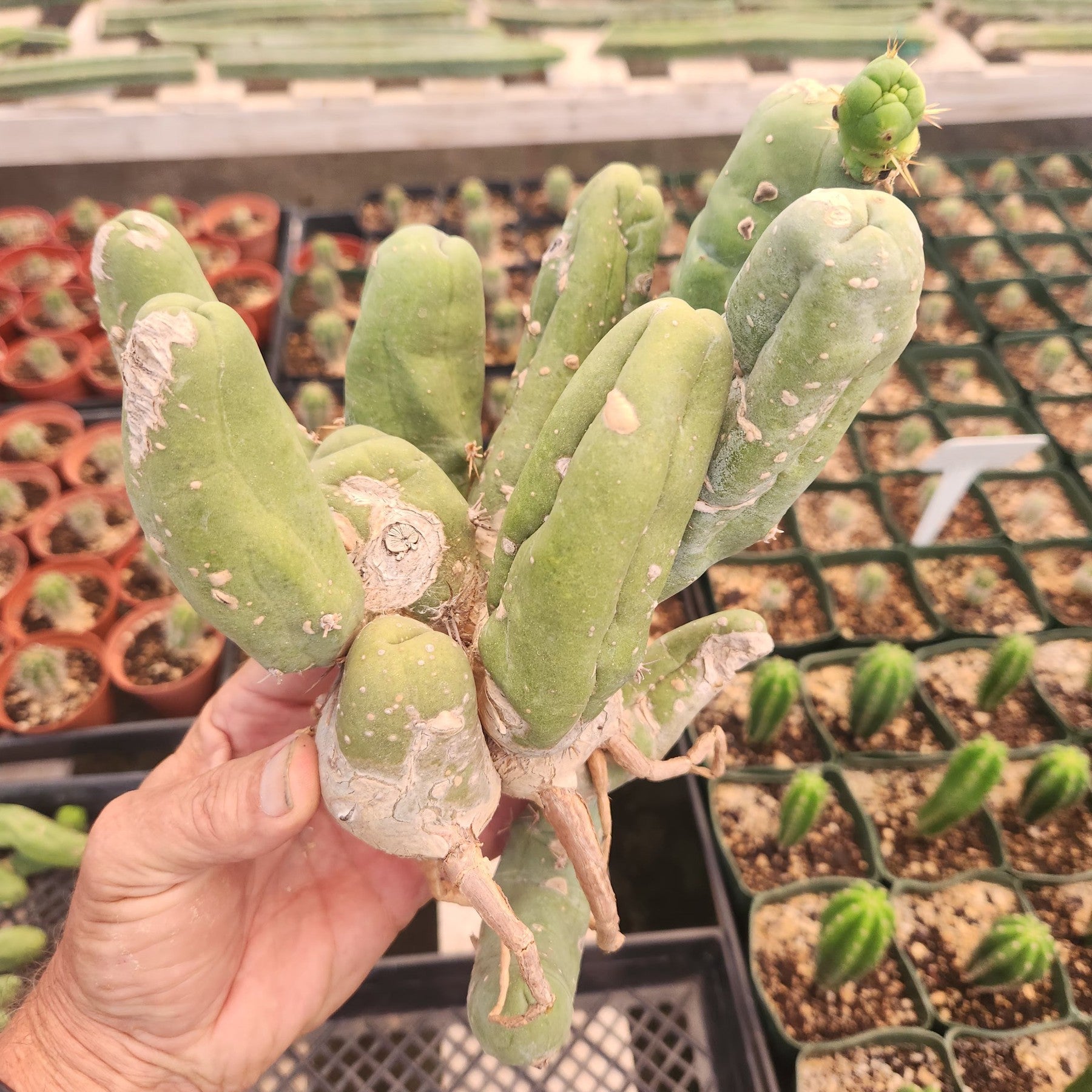 Trichocereus bridgesii forma monstrose TBM inermis aka Ornamental Penis Cactus Plant-Cactus - Medium-The Succulent Source