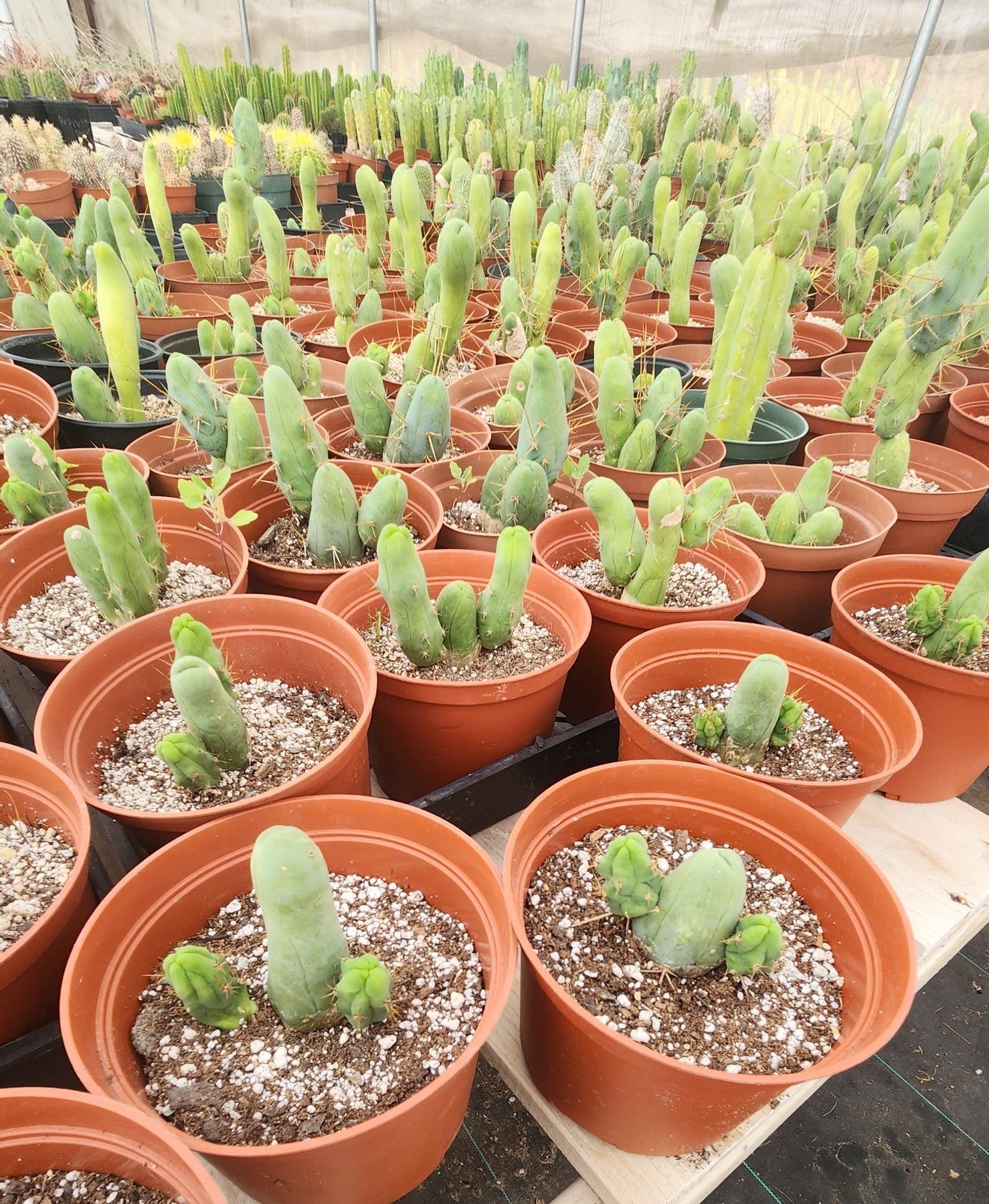 phallic succulent Penis Cactus