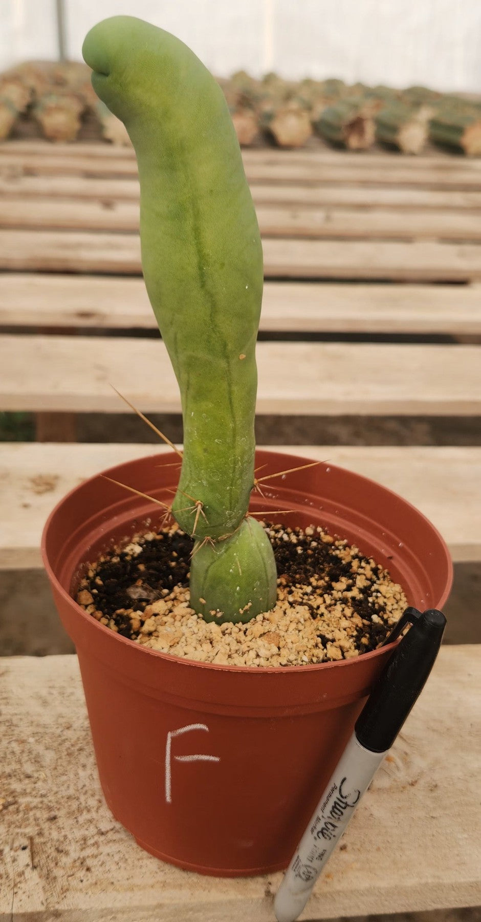 Trichocereus bridgesii forma monstrose TBM inermis aka Ornamental Penis Cactus Plant-Cactus - Medium-The Succulent Source