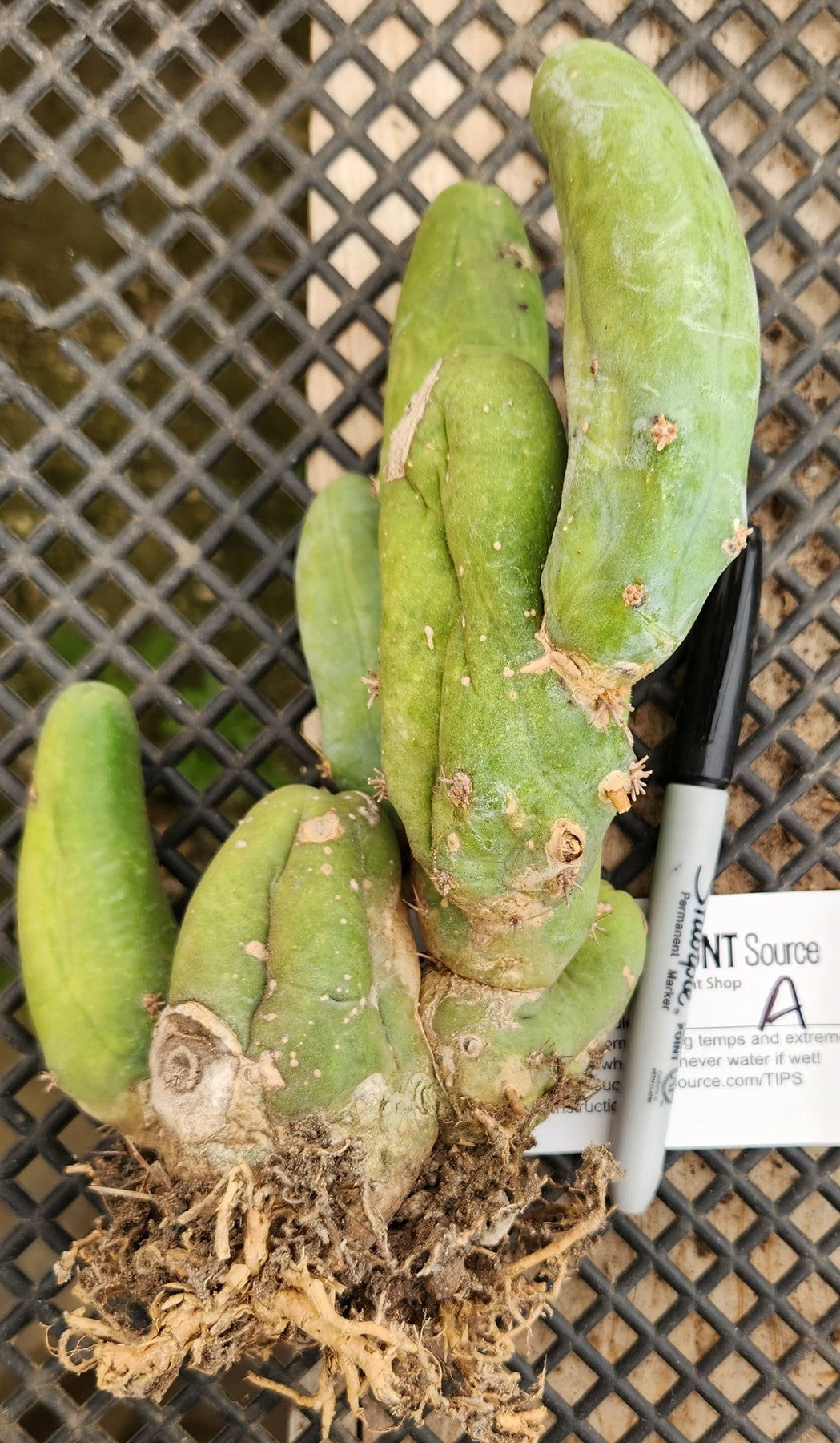 Trichocereus bridgesii forma monstrose TBM inermis aka Ornamental Penis Cactus Plant-Cactus - Medium-The Succulent Source