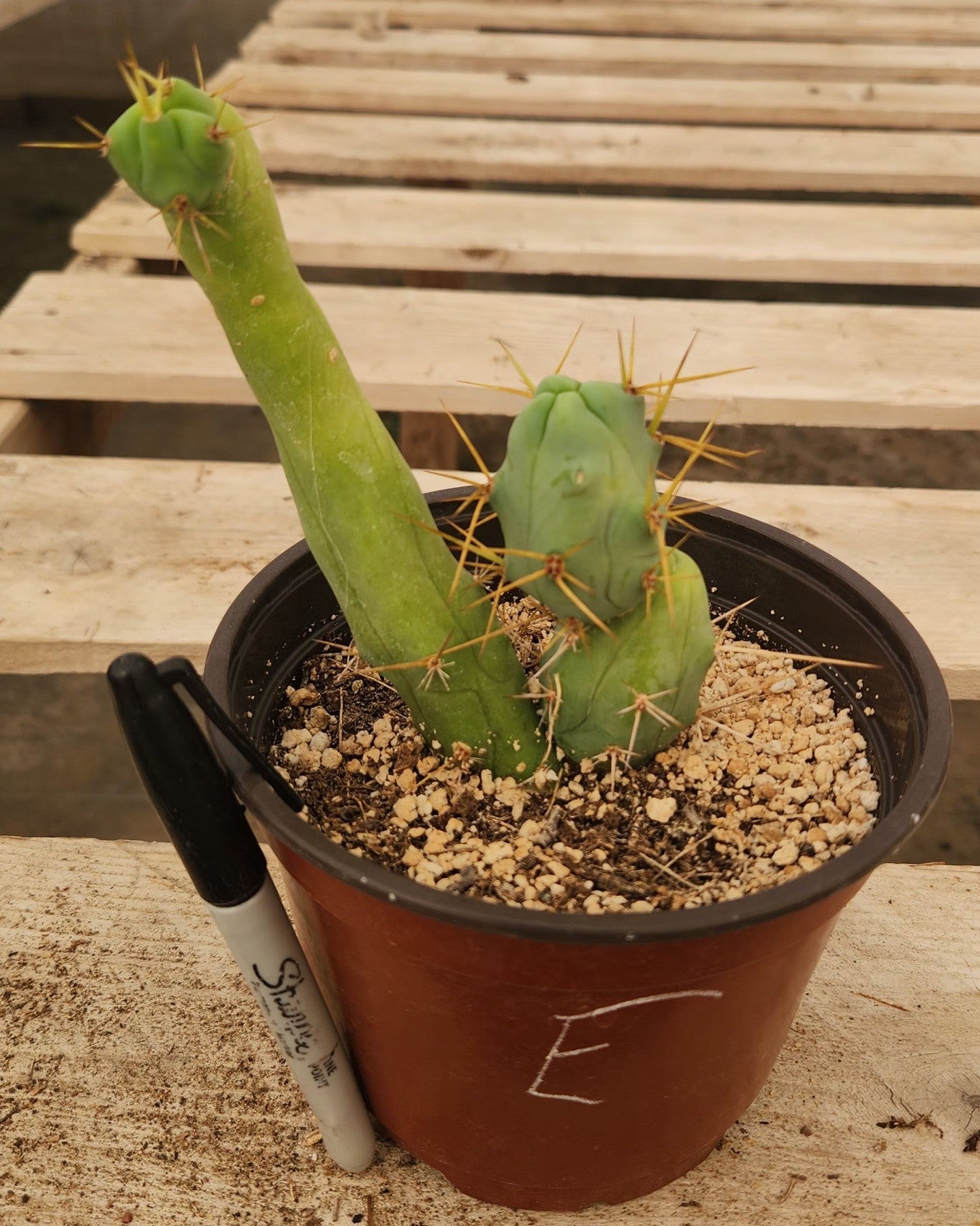 Trichocereus bridgesii forma monstrose TBM inermis aka Ornamental Penis Cactus Plant-Cactus - Medium-The Succulent Source