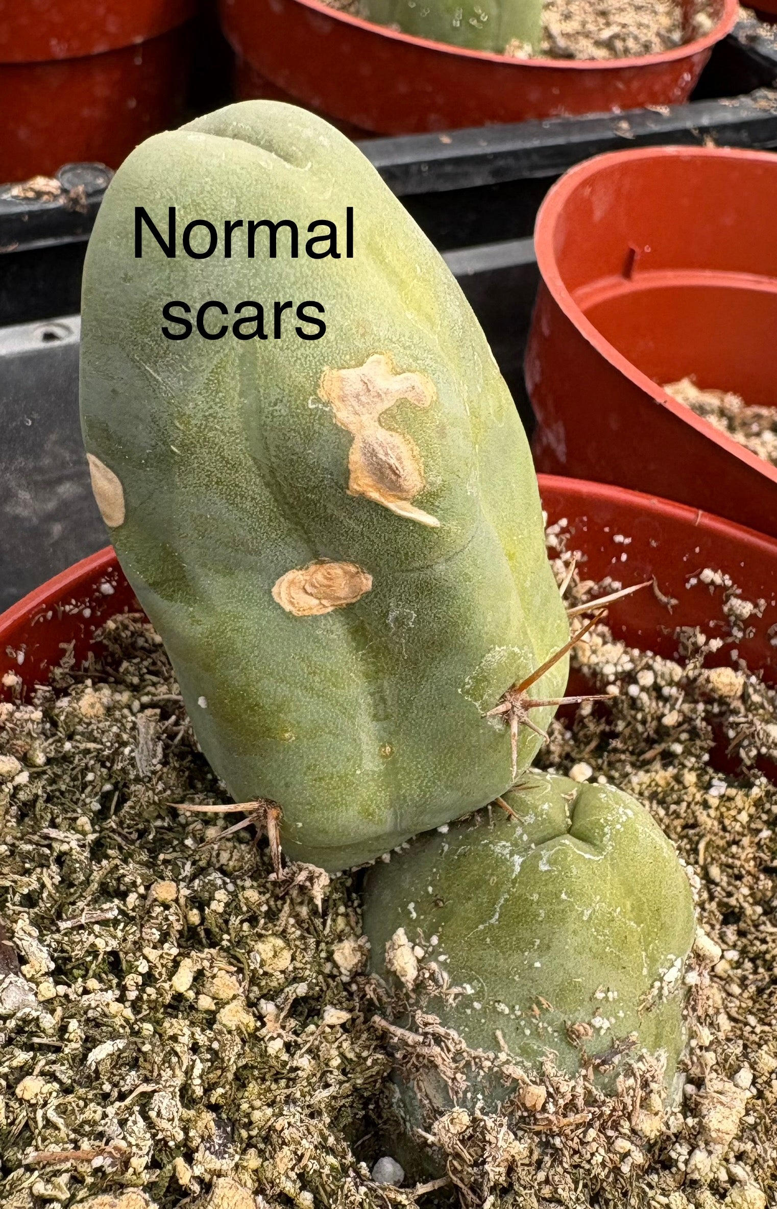 Trichocereus bridgesii forma monstrose TBM inermis aka Ornamental Penis Cactus Plant-Cactus - Medium-The Succulent Source