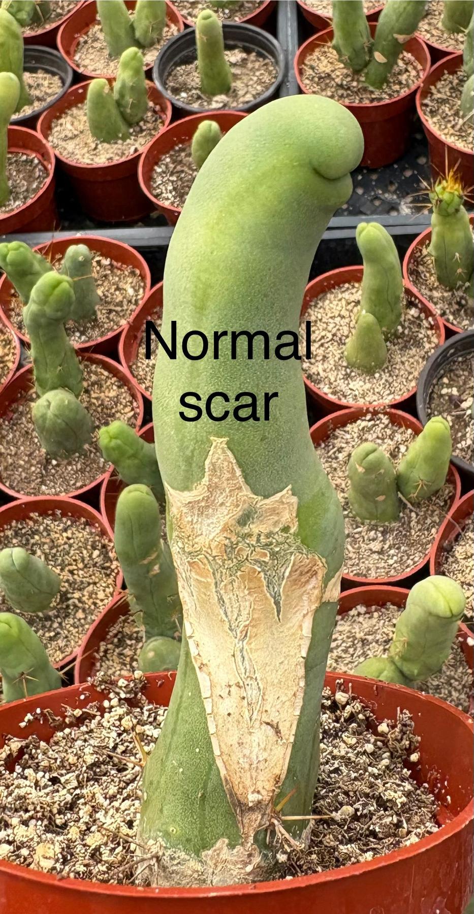 Trichocereus bridgesii forma monstrose TBM inermis aka Ornamental Penis Cactus Plant-Cactus - Medium-The Succulent Source