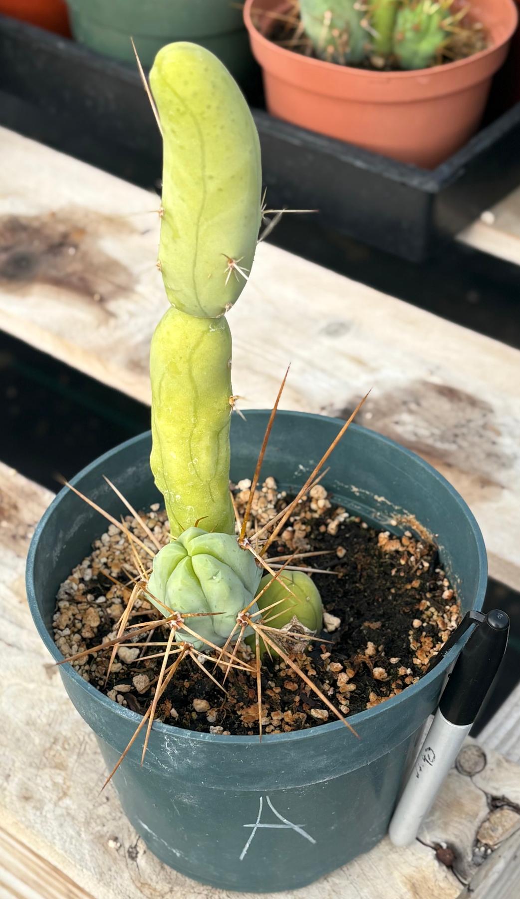 Trichocereus bridgesii forma monstrose TBM inermis aka Ornamental Penis Cactus Plant-Cactus - Medium-The Succulent Source