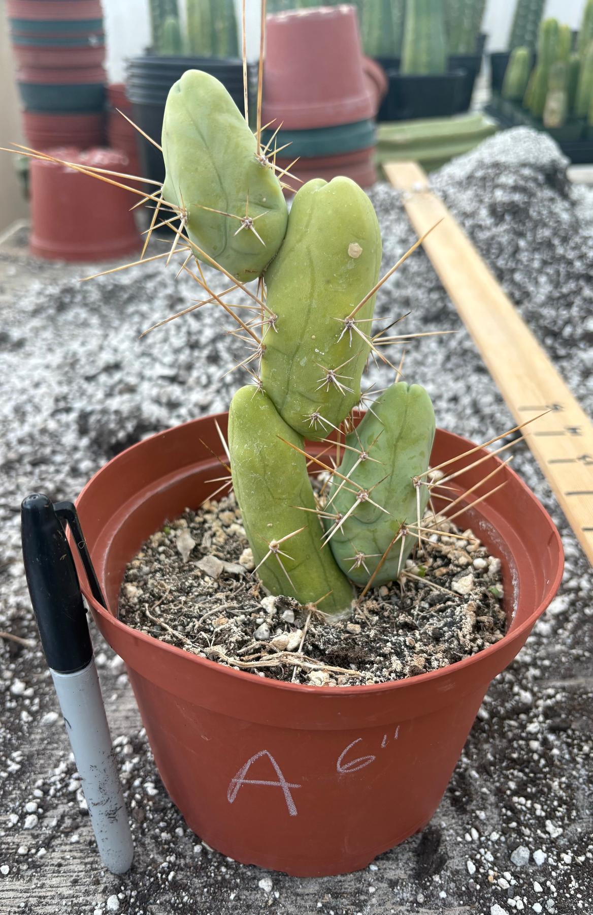 Trichocereus bridgesii forma monstrose TBM inermis aka Ornamental Penis Cactus Plant-Cactus - Medium-The Succulent Source
