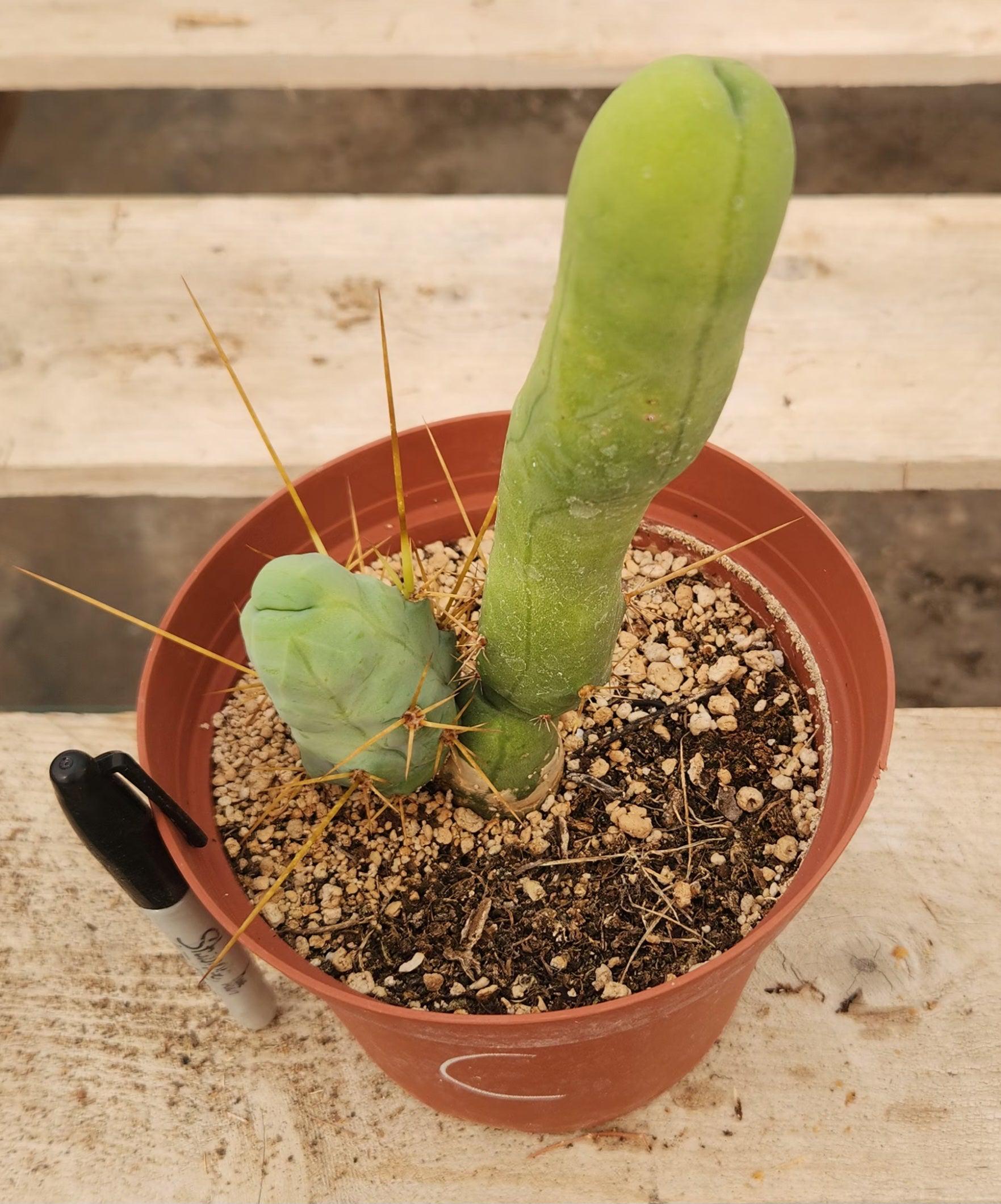 Trichocereus bridgesii forma monstrose TBM inermis aka Ornamental Penis Cactus Plant-Cactus - Medium-The Succulent Source