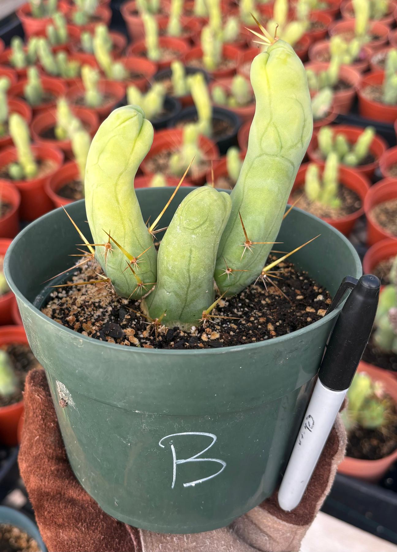 Trichocereus bridgesii forma monstrose TBM inermis aka Ornamental Penis Cactus Plant-Cactus - Medium-The Succulent Source