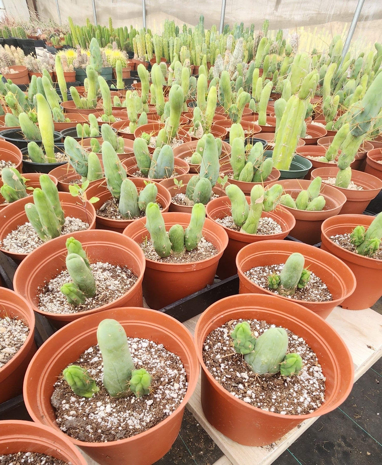 Trichocereus bridgesii forma monstrose TBM inermis aka Ornamental Penis Cactus Plant-Cactus - Medium-The Succulent Source