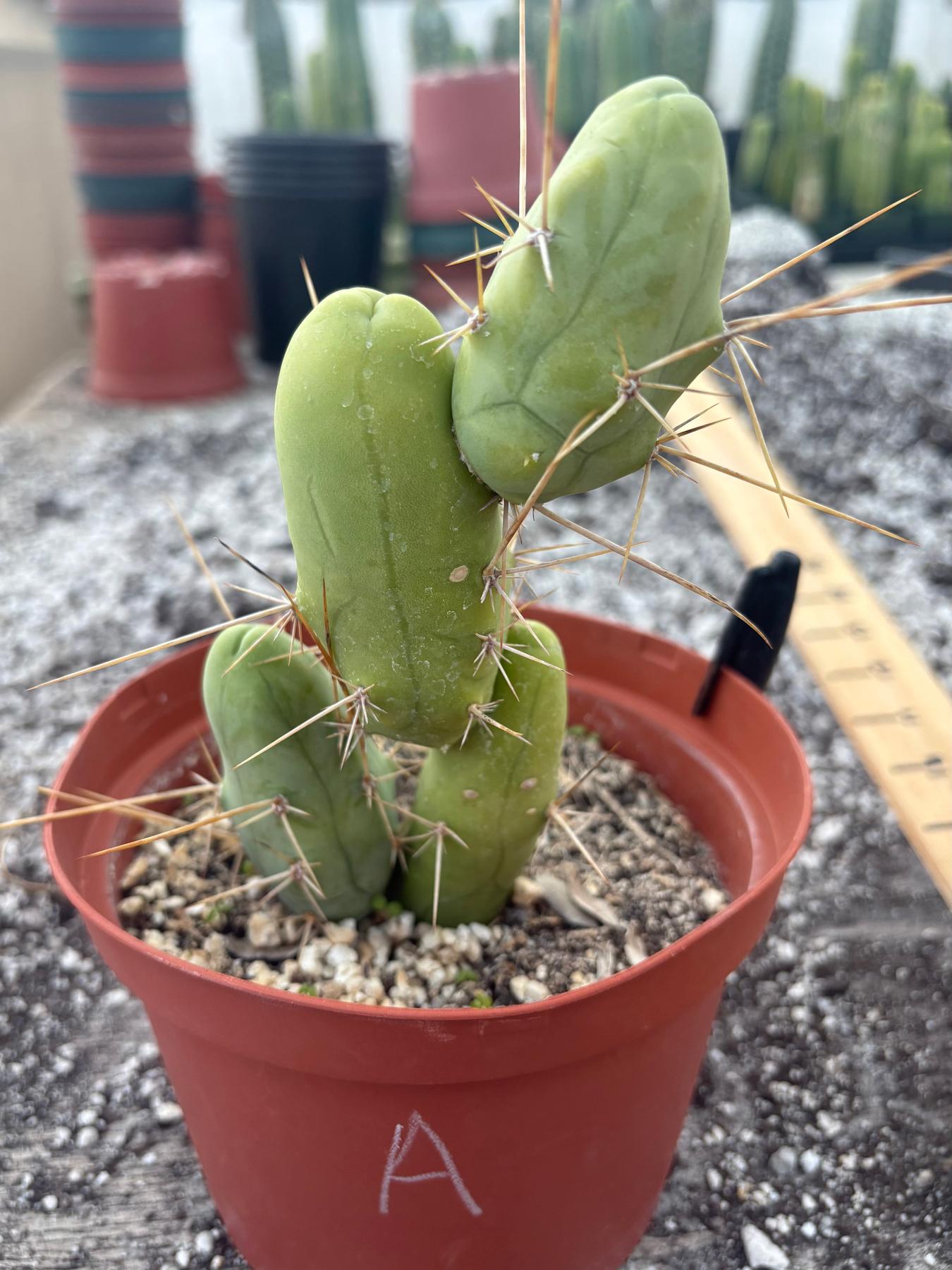 Trichocereus bridgesii forma monstrose TBM inermis aka Ornamental Penis Cactus Plant-Cactus - Medium-The Succulent Source