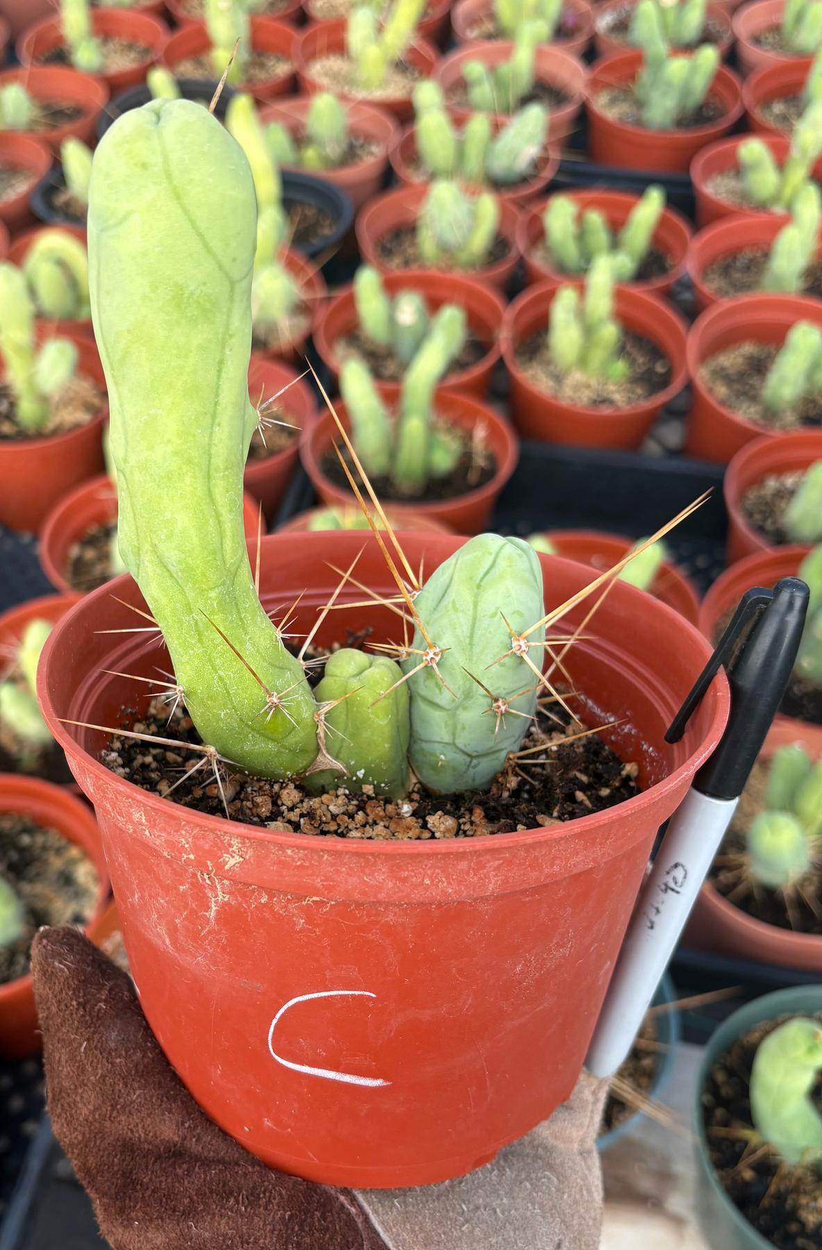 Trichocereus bridgesii forma monstrose TBM inermis aka Ornamental Penis Cactus Plant-Cactus - Medium-The Succulent Source