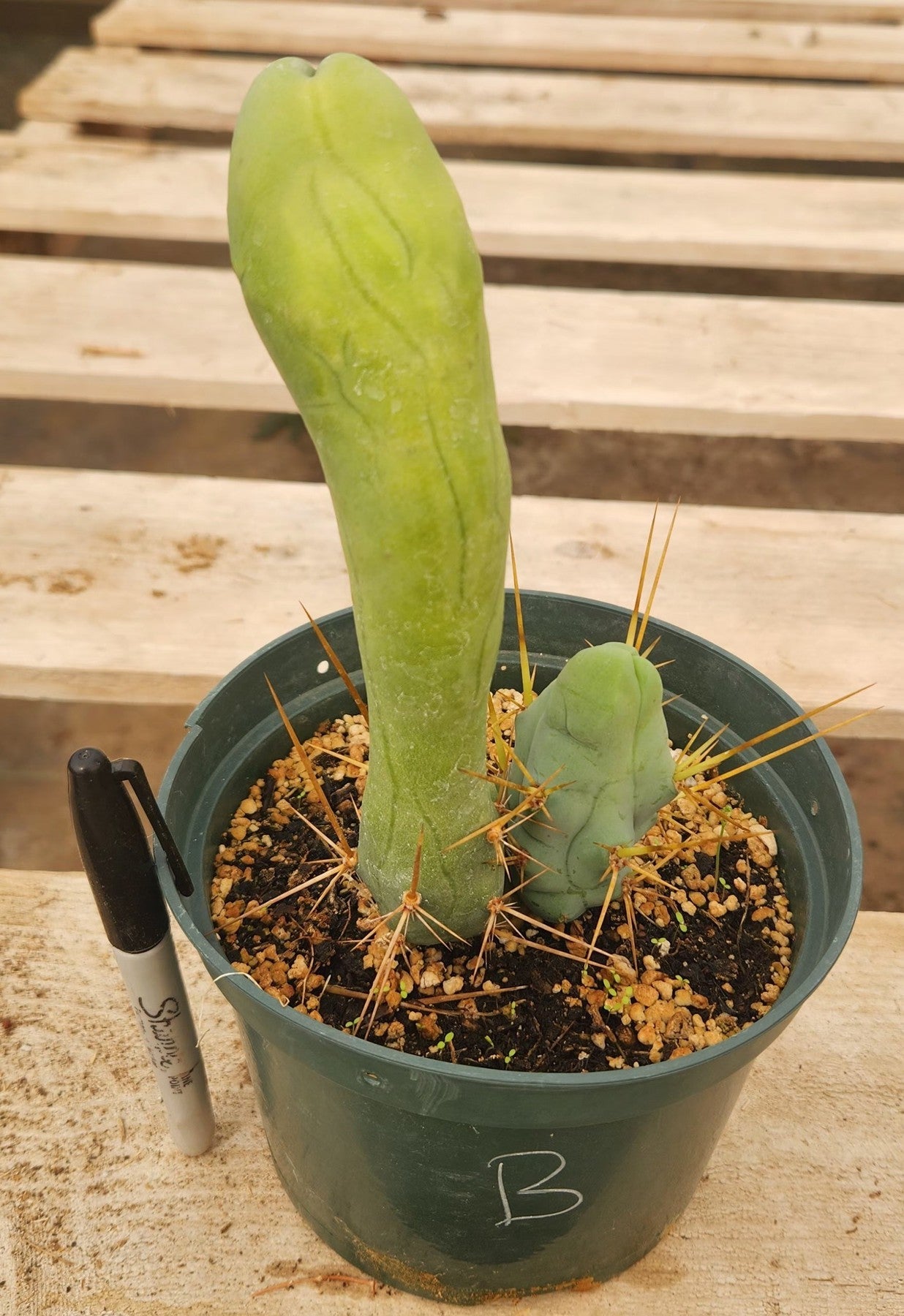 Trichocereus bridgesii forma monstrose TBM inermis aka Ornamental Penis Cactus Plant-Cactus - Medium-The Succulent Source