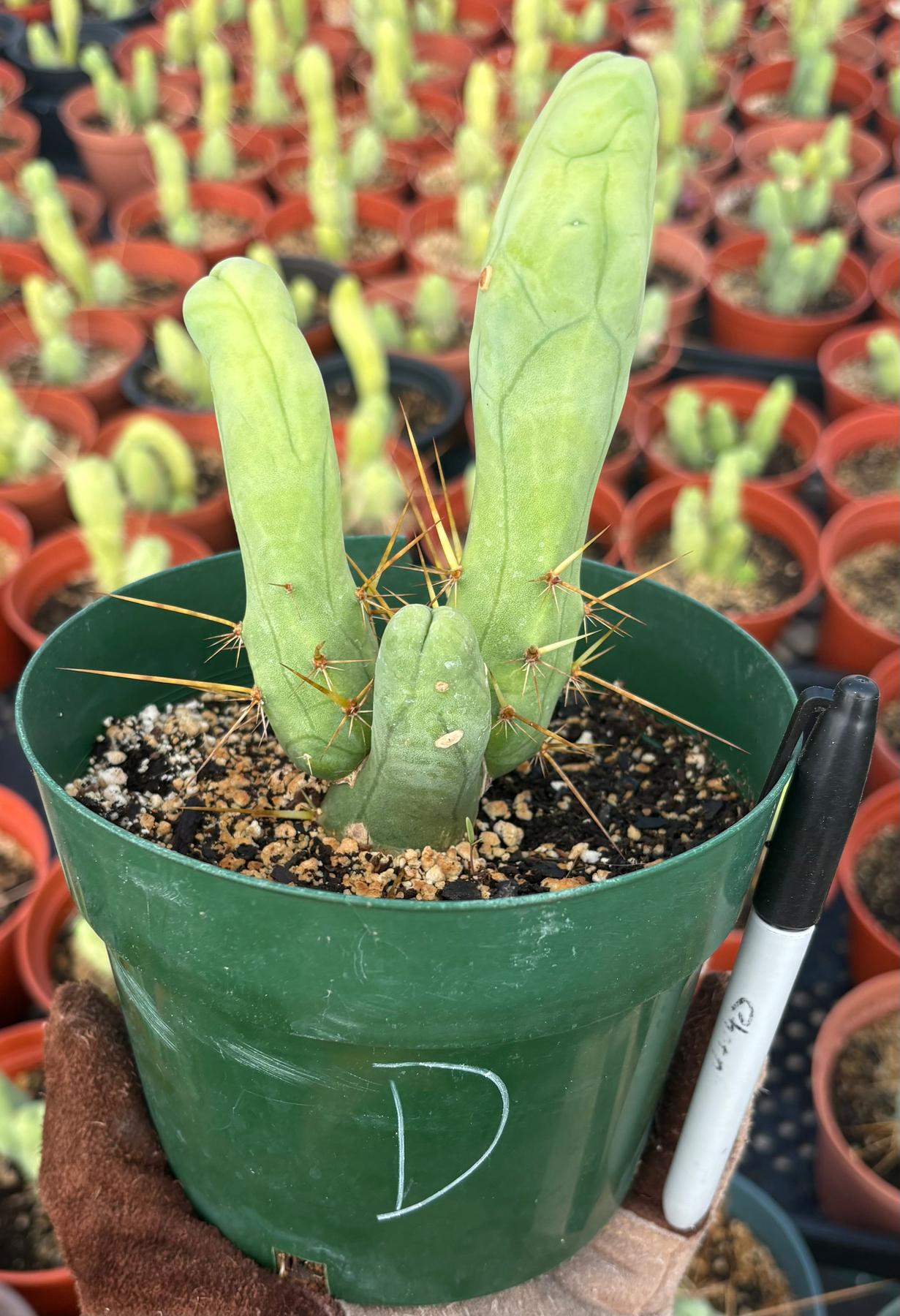 Trichocereus bridgesii forma monstrose TBM inermis aka Ornamental Penis Cactus Plant-Cactus - Medium-The Succulent Source
