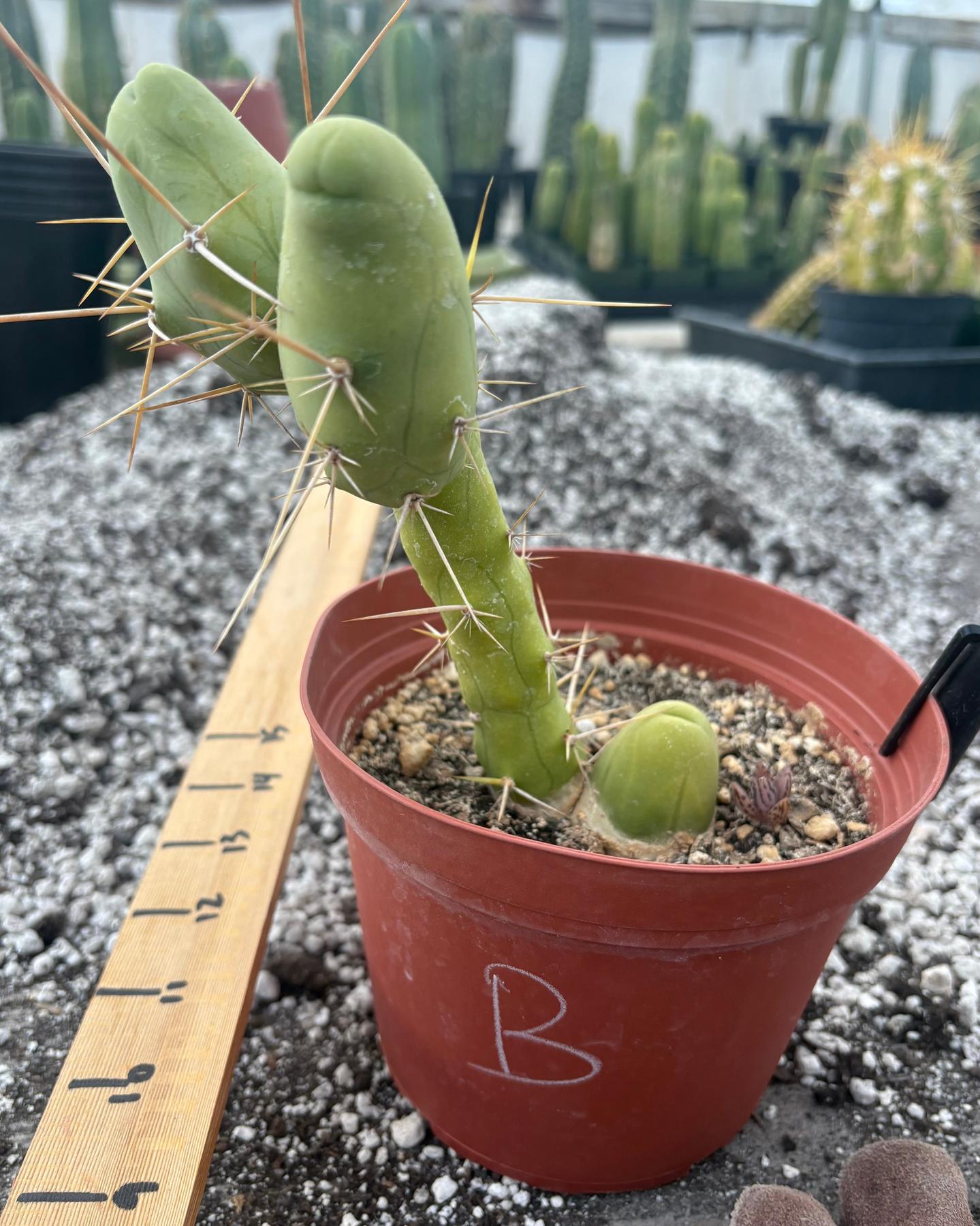 Trichocereus bridgesii forma monstrose TBM inermis aka Ornamental Penis Cactus Plant-Cactus - Medium-The Succulent Source