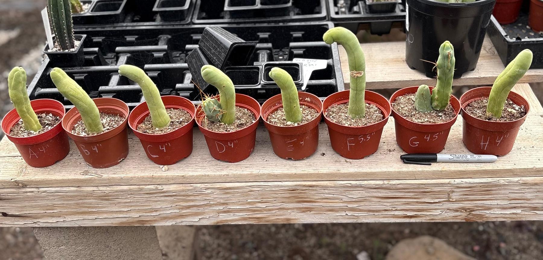 Trichocereus bridgesii forma monstrose TBM inermis aka Ornamental Penis Cactus Plant-Cactus - Medium-The Succulent Source
