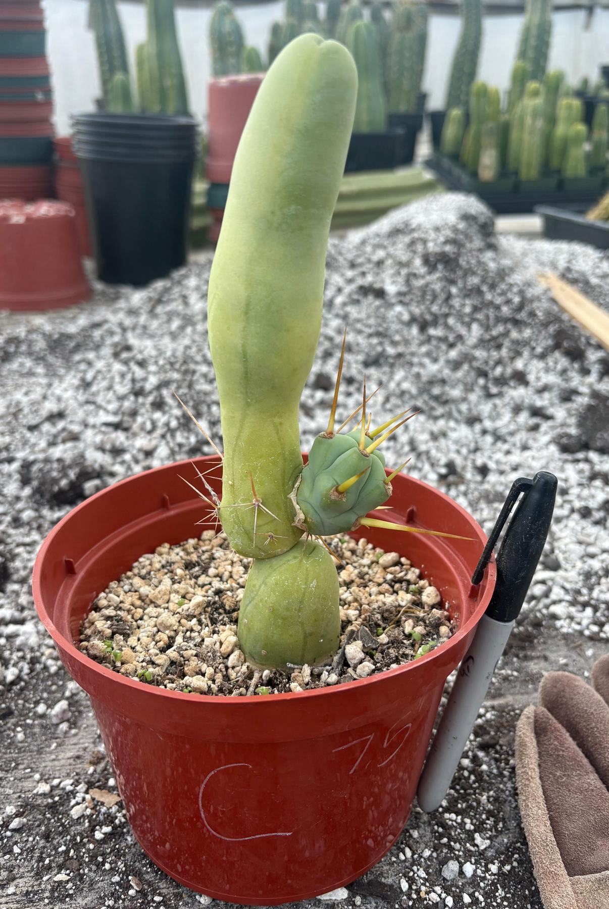 Trichocereus bridgesii forma monstrose TBM inermis aka Ornamental Penis Cactus Plant-Cactus - Medium-The Succulent Source