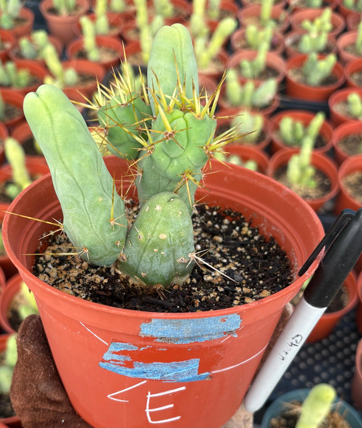 Trichocereus bridgesii forma monstrose TBM inermis aka Ornamental Penis Cactus Plant-Cactus - Medium-The Succulent Source