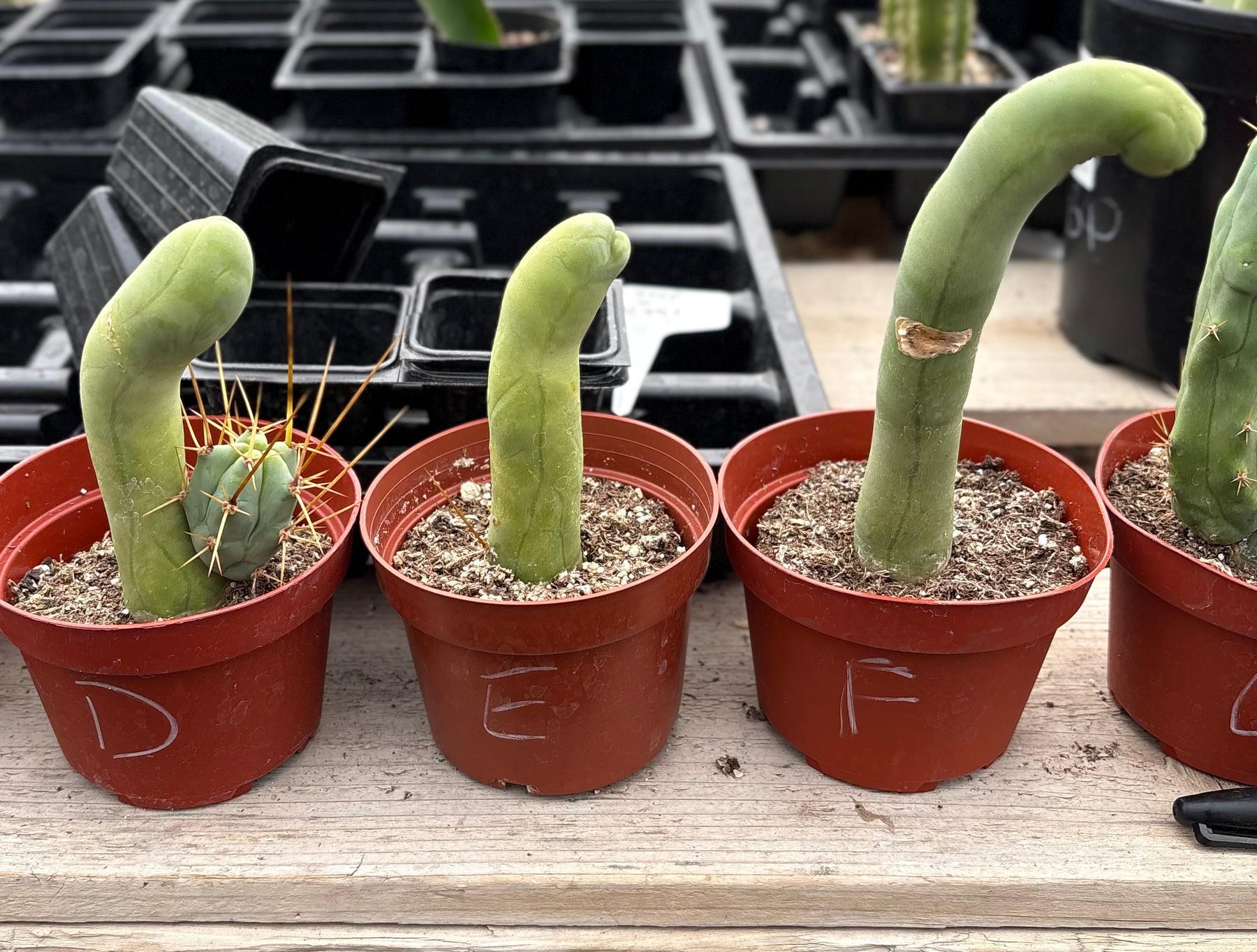 Trichocereus bridgesii forma monstrose TBM inermis aka Ornamental Penis Cactus Plant-Cactus - Medium-The Succulent Source