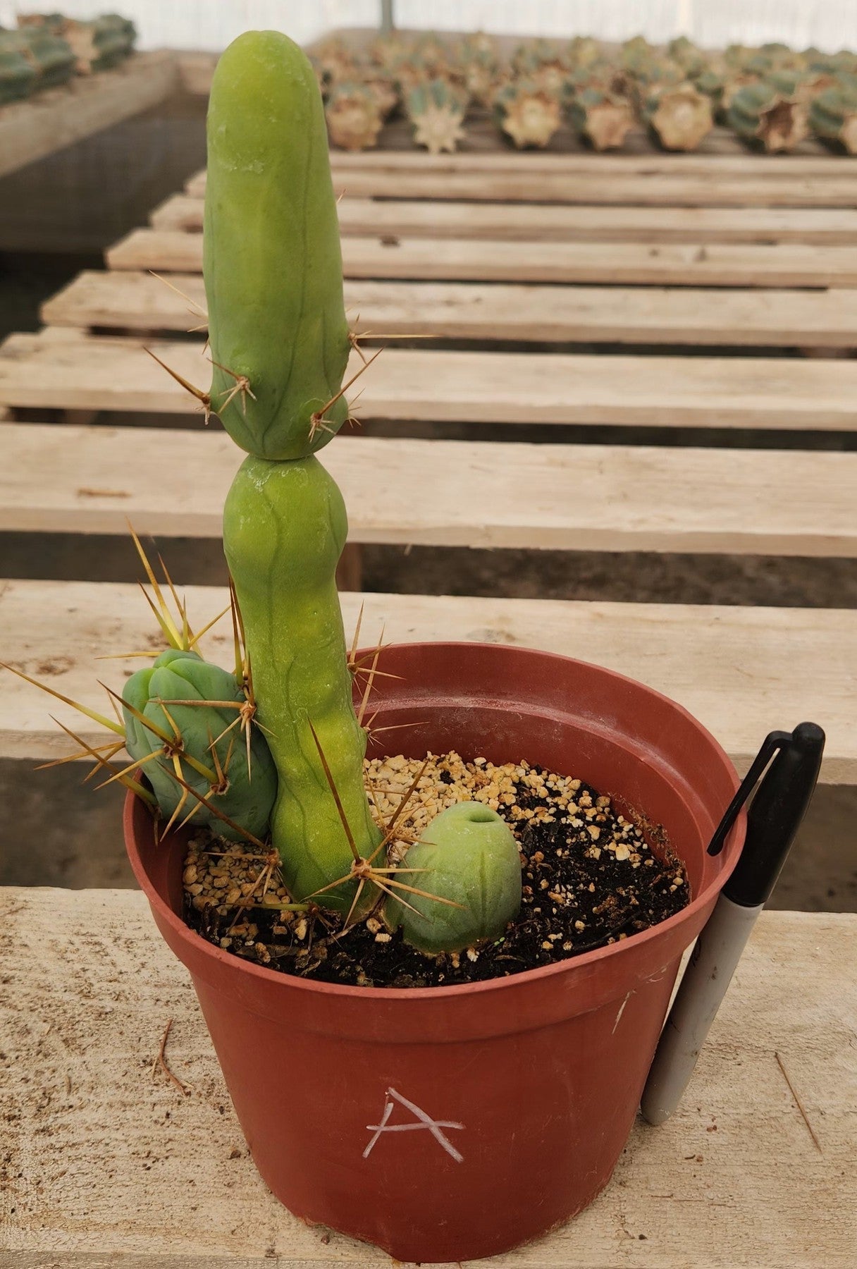 Trichocereus bridgesii forma monstrose TBM inermis aka Ornamental Penis Cactus Plant-Cactus - Medium-The Succulent Source