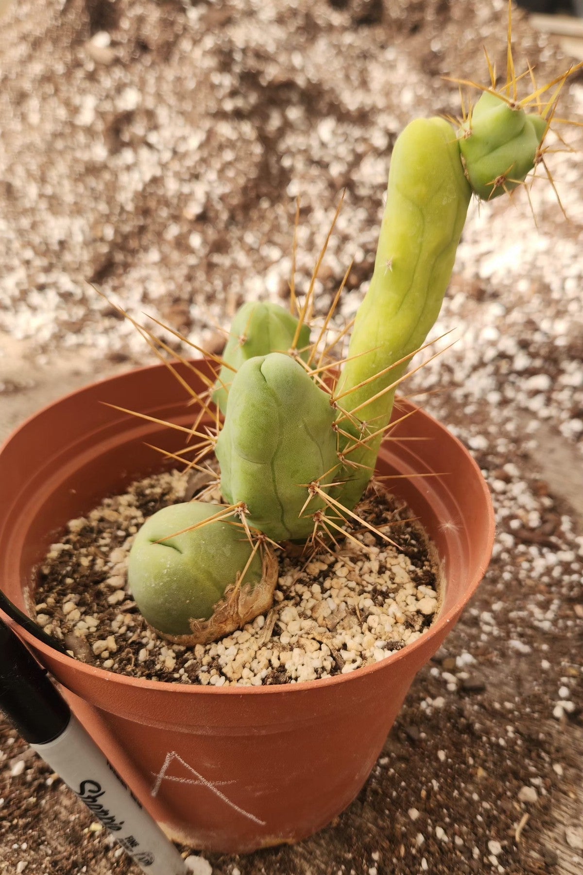 Trichocereus bridgesii forma monstrose TBM inermis aka Ornamental Penis Cactus Plant-Cactus - Medium-The Succulent Source