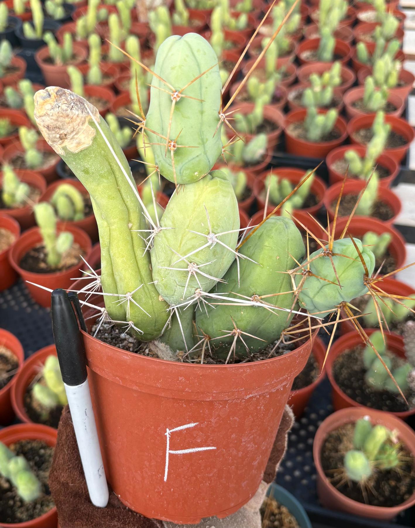 Trichocereus bridgesii forma monstrose TBM inermis aka Ornamental Penis Cactus Plant-Cactus - Medium-The Succulent Source