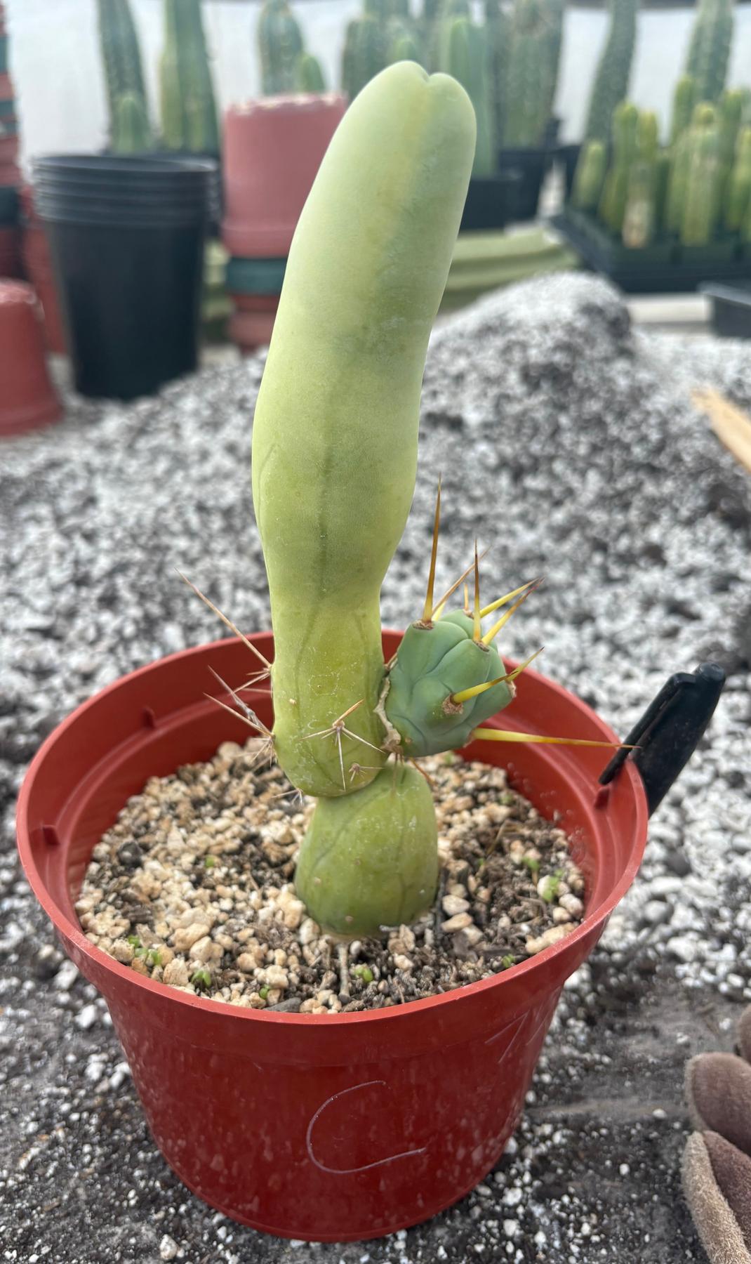 Trichocereus bridgesii forma monstrose TBM inermis aka Ornamental Penis Cactus Plant-Cactus - Medium-The Succulent Source