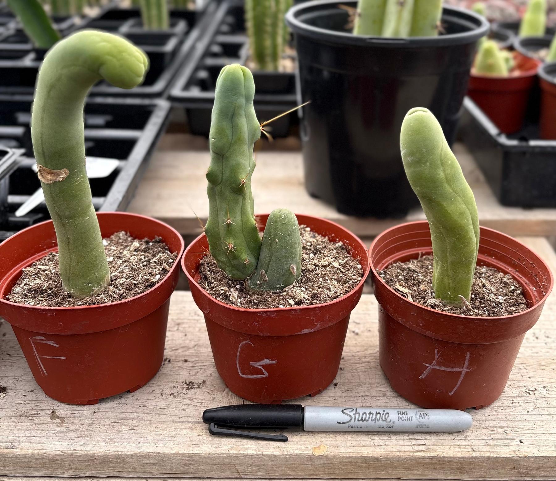 Trichocereus bridgesii forma monstrose TBM inermis aka Ornamental Penis Cactus Plant-Cactus - Medium-The Succulent Source
