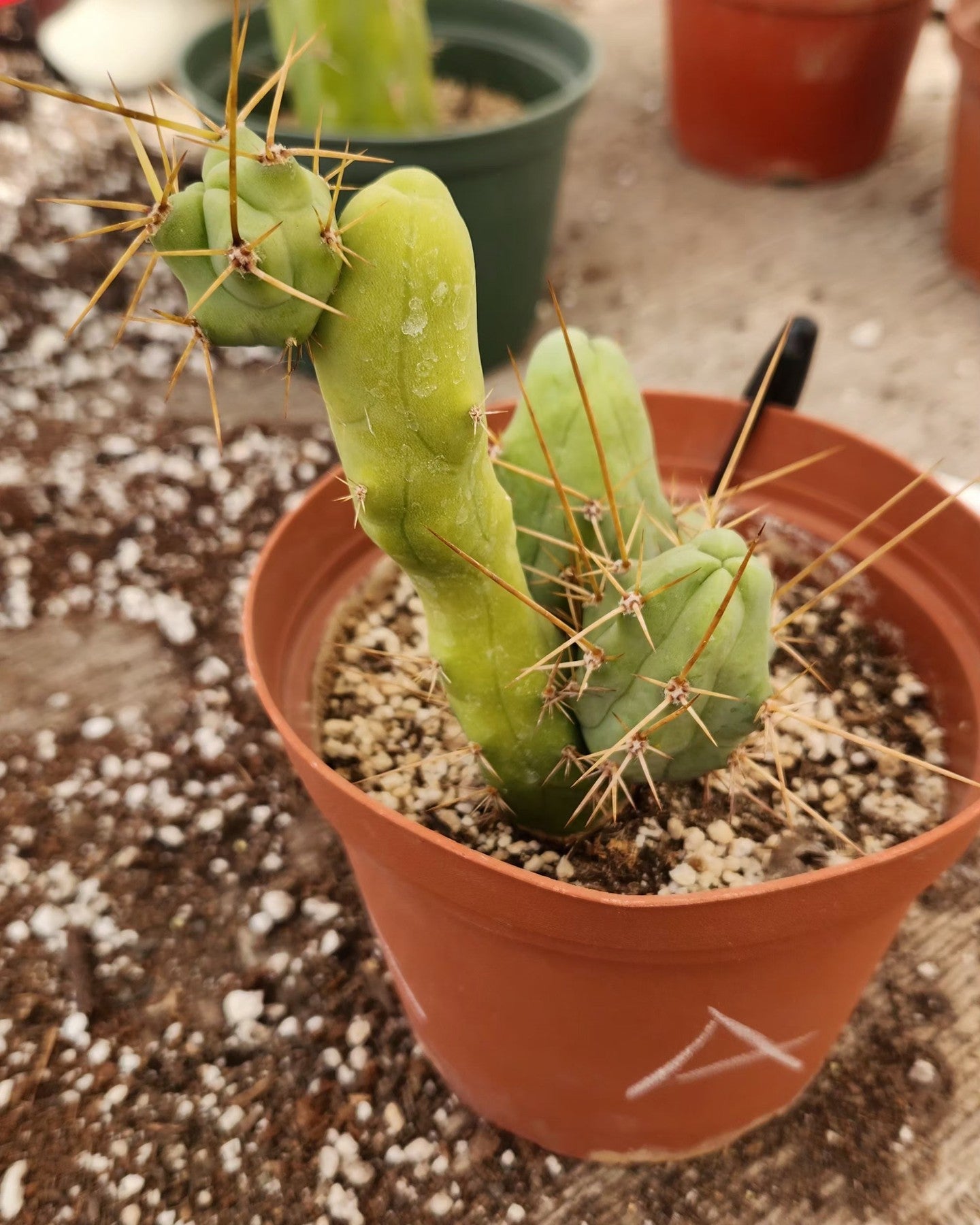 Trichocereus bridgesii forma monstrose TBM inermis aka Ornamental Penis Cactus Plant-Cactus - Medium-The Succulent Source