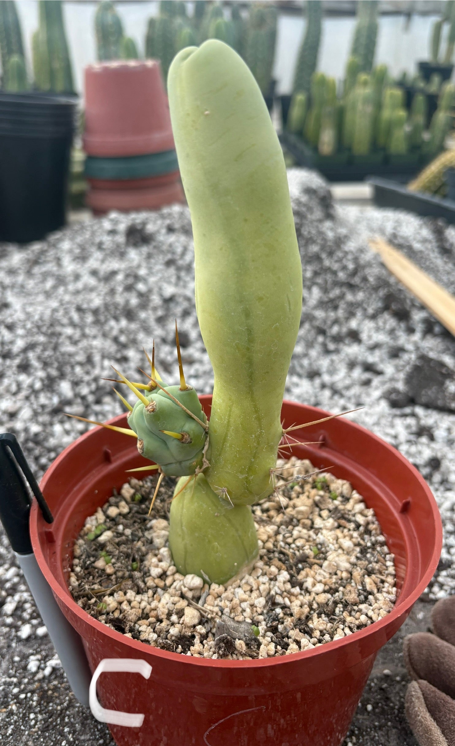 Trichocereus bridgesii forma monstrose TBM inermis aka Ornamental Penis Cactus Plant-Cactus - Medium-The Succulent Source