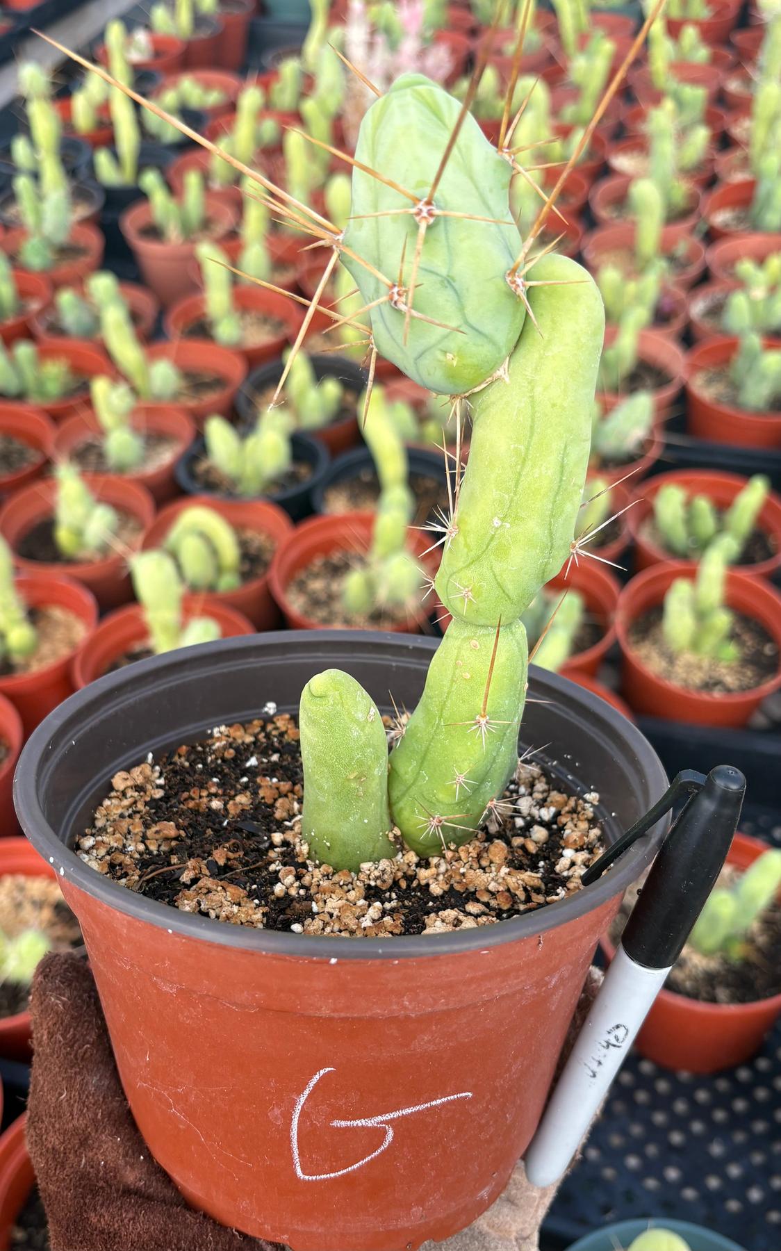 Trichocereus bridgesii forma monstrose TBM inermis aka Ornamental Penis Cactus Plant-Cactus - Medium-The Succulent Source