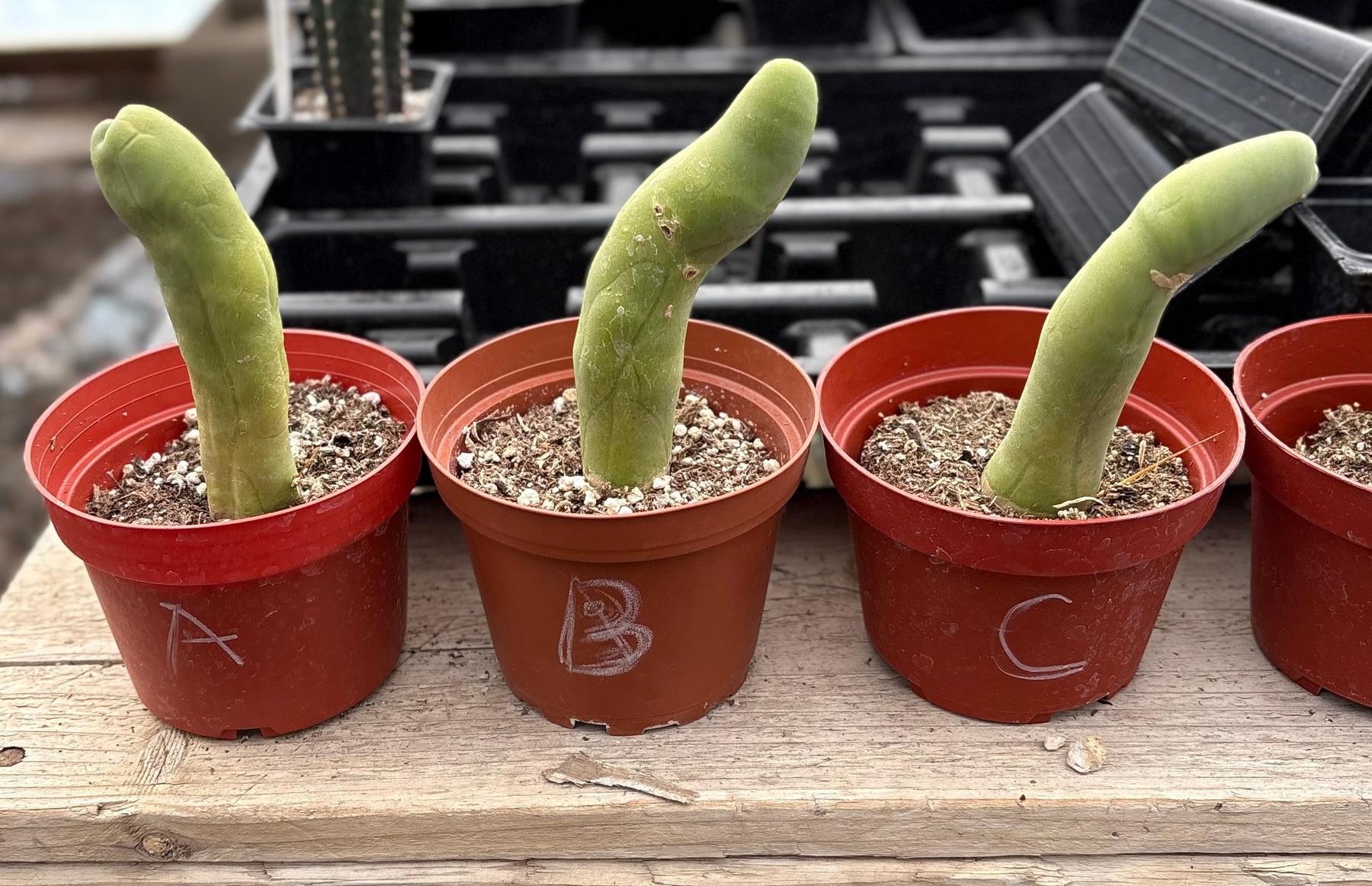 Trichocereus bridgesii forma monstrose TBM inermis aka Ornamental Penis Cactus Plant-Cactus - Medium-The Succulent Source