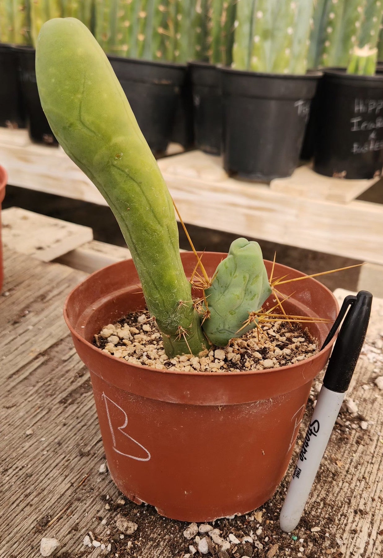 Trichocereus bridgesii forma monstrose TBM inermis aka Ornamental Penis Cactus Plant-Cactus - Medium-The Succulent Source