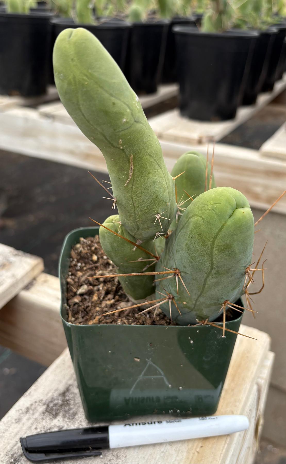 Trichocereus bridgesii forma monstrose TBM inermis aka Ornamental Penis Cactus Plant-Cactus - Medium-The Succulent Source