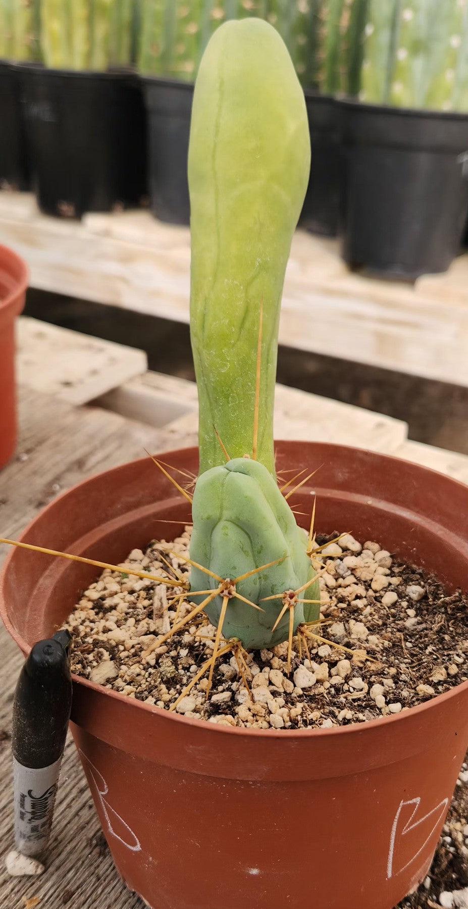 Trichocereus bridgesii forma monstrose TBM inermis aka Ornamental Penis Cactus Plant-Cactus - Medium-The Succulent Source