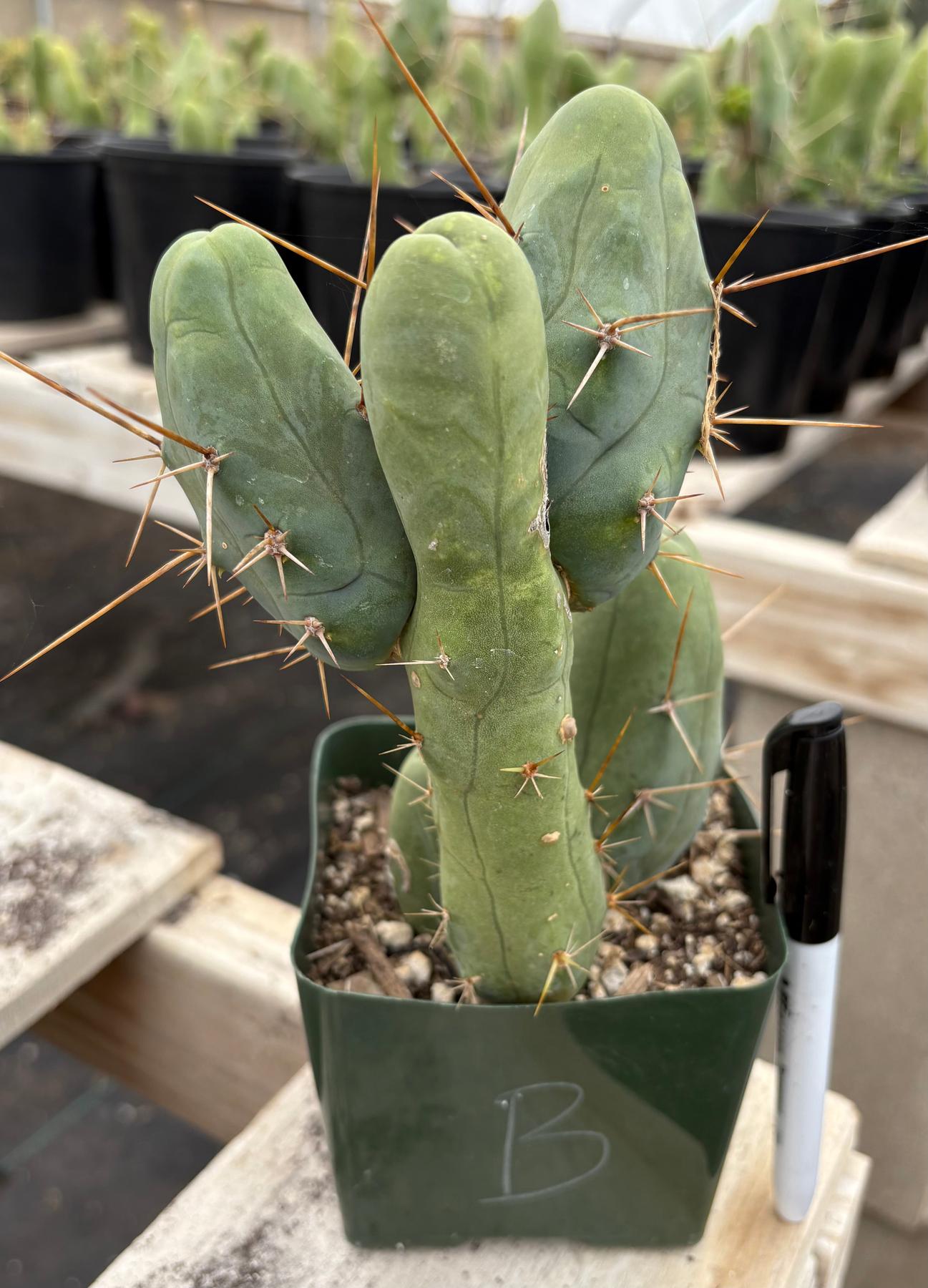 Trichocereus bridgesii forma monstrose TBM inermis aka Ornamental Penis Cactus Plant-Cactus - Medium-The Succulent Source